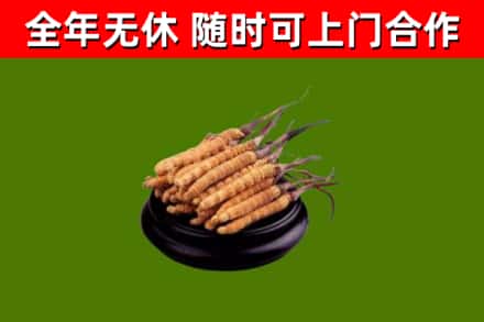港南烟酒回收冬虫夏草.jpg