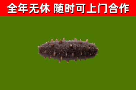 港南烟酒回收干海参.jpg